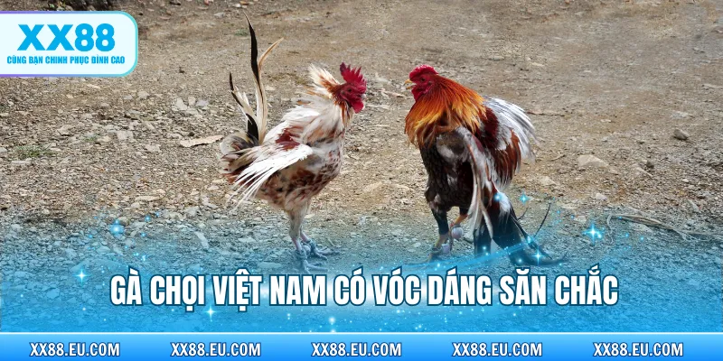 Gà chọi Việt Nam có vóc dáng săn chắc