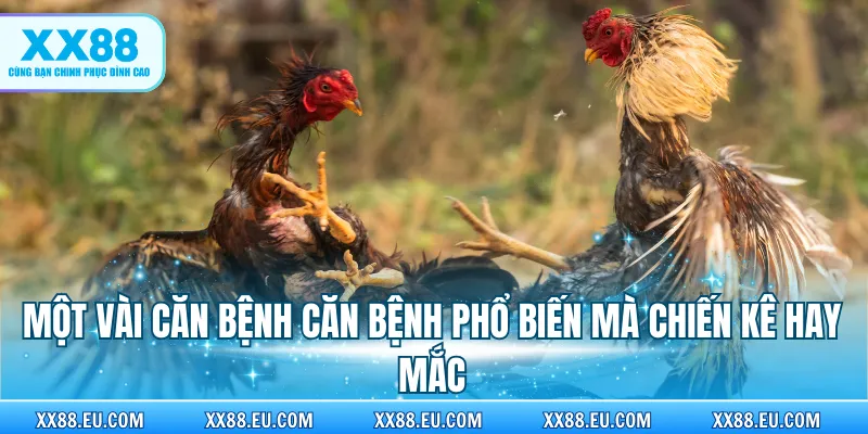 Một vài căn bệnh phổ biến mà chiến kê hay mắc